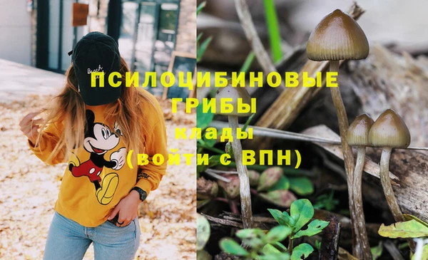 прущие грибы Волоколамск